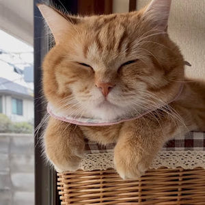 Meet your Posher, Ivy